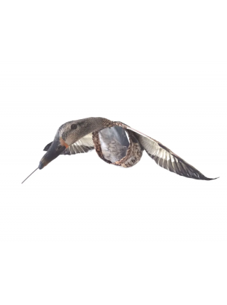 Чучело селезня серой утки летящее  - флюгер